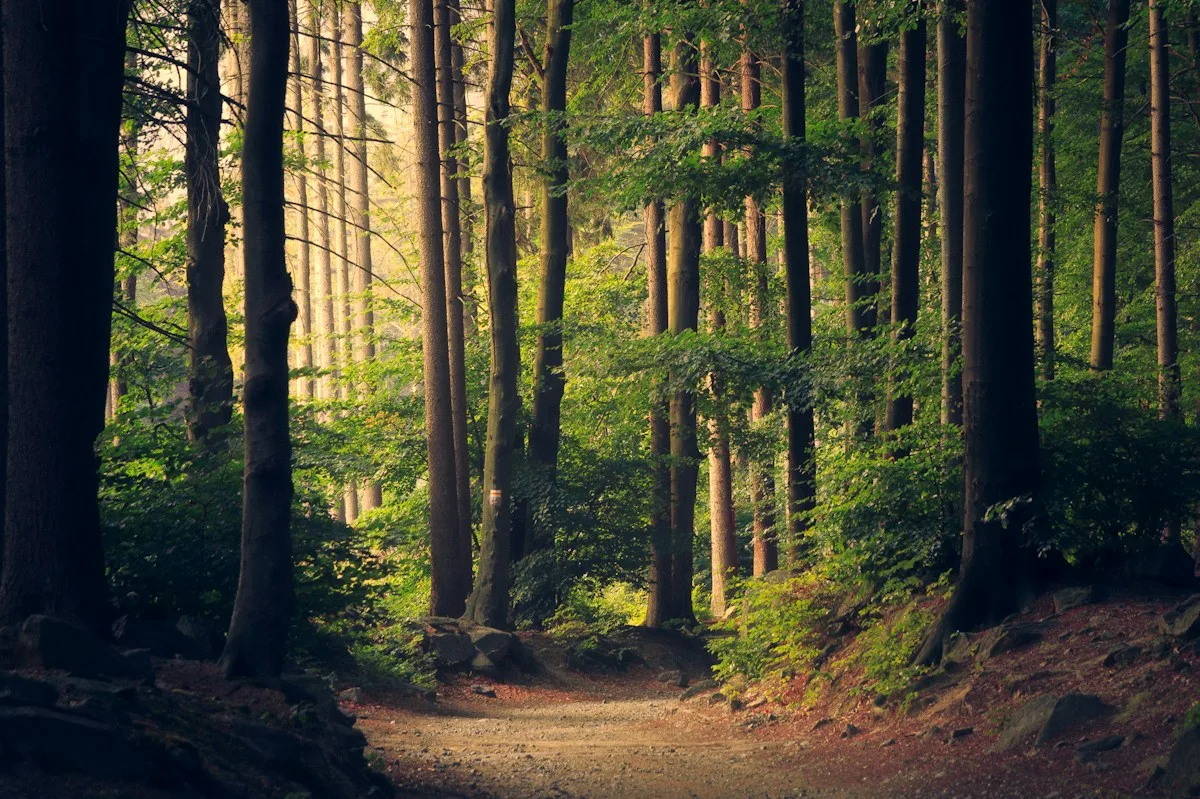 Sonnenlicht im dichten grünen Wald